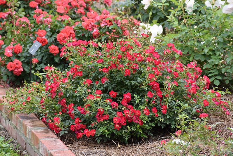 Rosa Landscape Red Drift - View 14 from www redcrocus com
