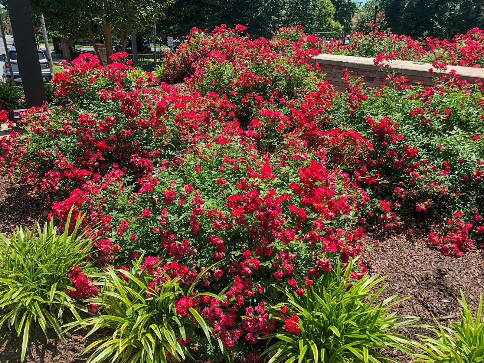 Rosa Landscape Red Drift - View 15 from www redcrocus com