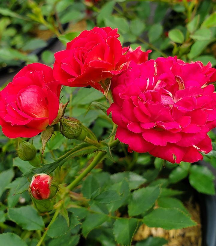 Rosa Landscape Red Drift - View 16 from www redcrocus com