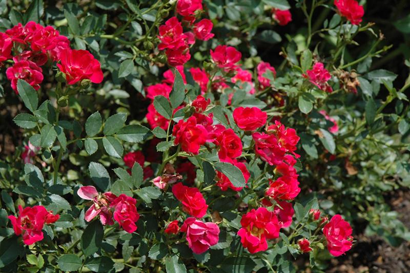 Rosa Landscape Red Drift - View 17 from www redcrocus com