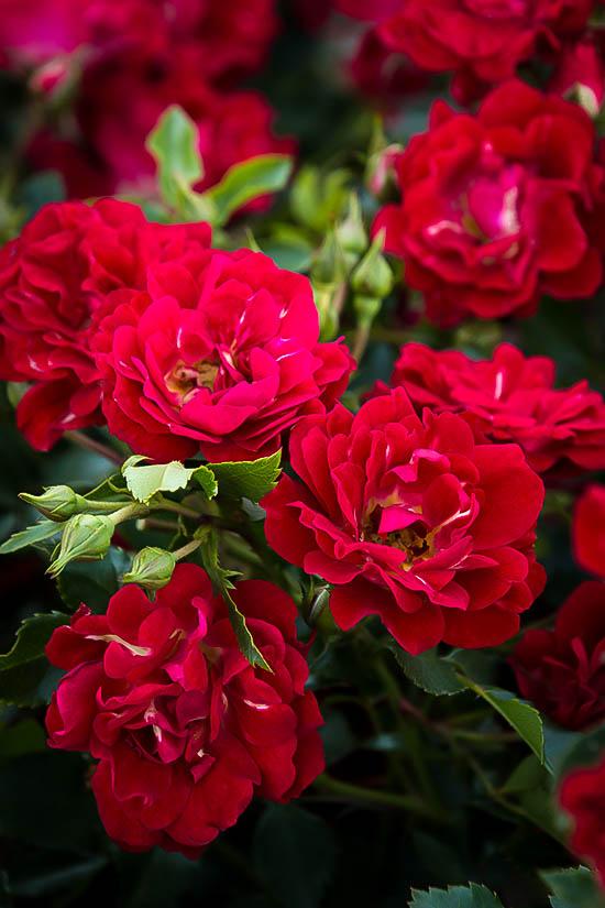 Rosa Landscape Red Drift - View 18 from www redcrocus com