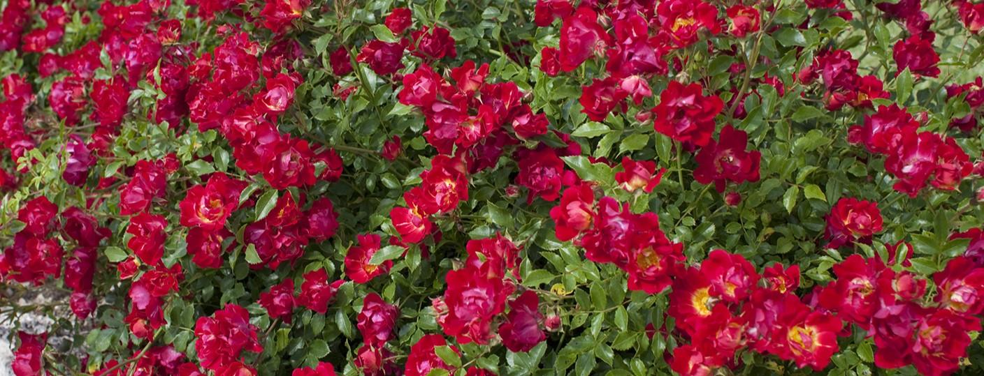 Rosa Landscape Red Drift - View 19 from www redcrocus com
