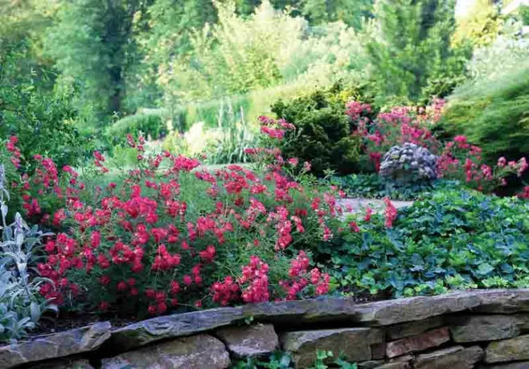Rosa Landscape Red Drift - View 2 from www redcrocus com