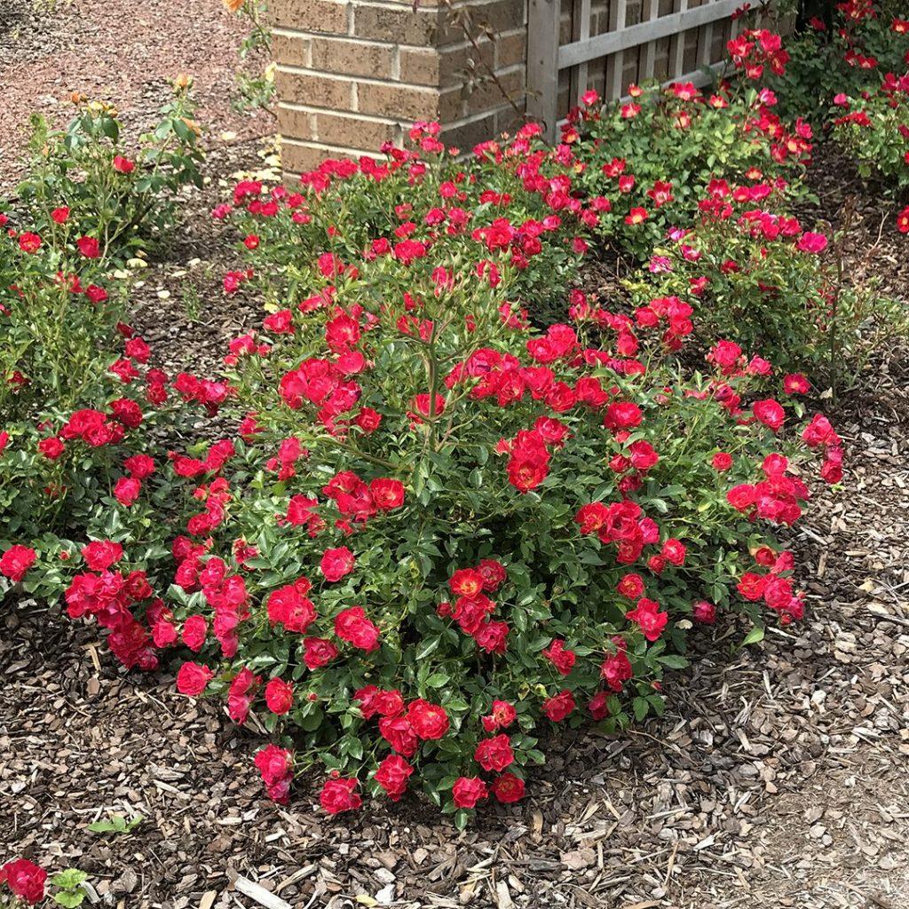 Rosa Landscape Red Drift - View 3 from www redcrocus com