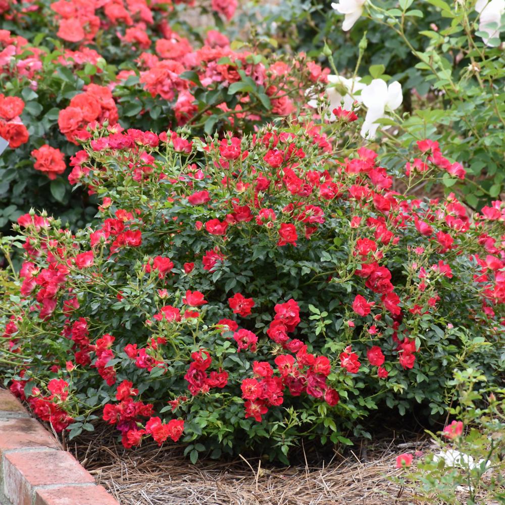 Rosa Landscape Red Drift - View 4 from www redcrocus com