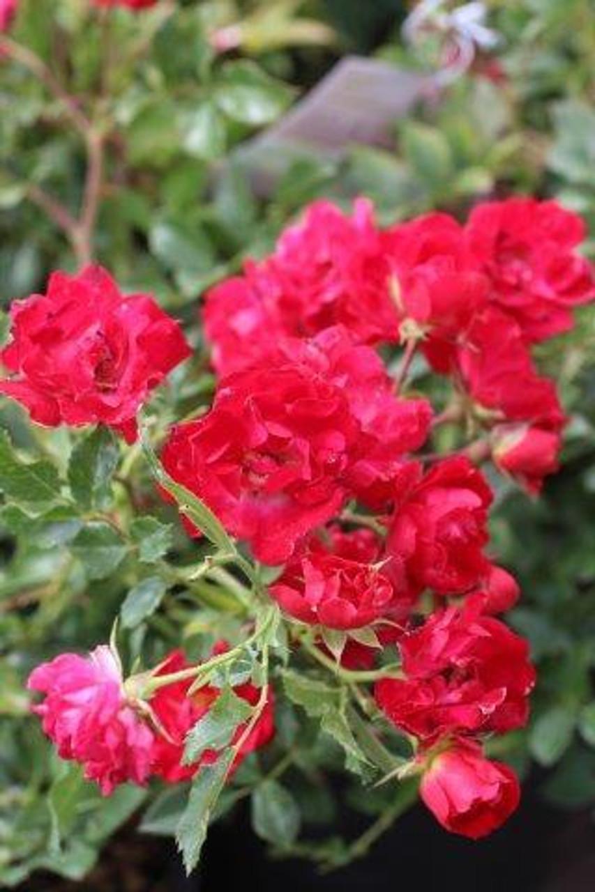 Rosa Landscape Red Drift - View 5 from www redcrocus com