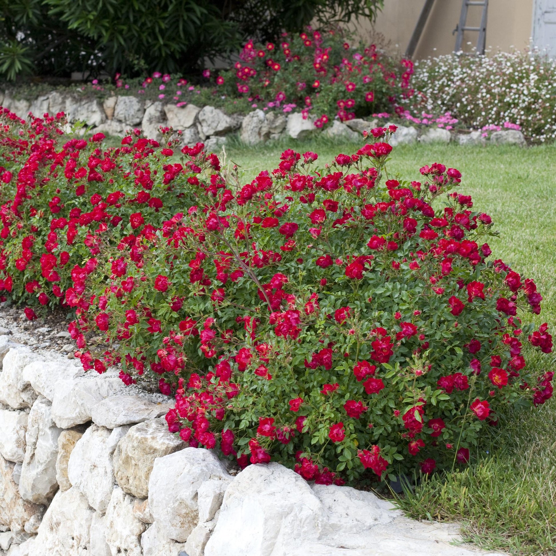 Rosa Landscape Red Drift - View 6 from www redcrocus com
