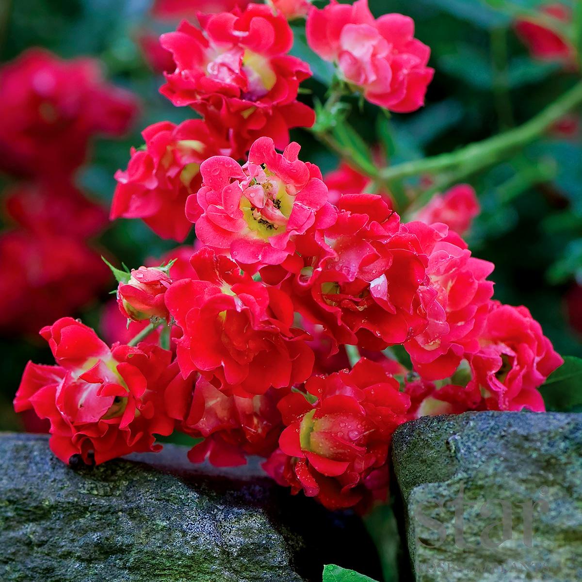 Rosa Landscape Red Drift - View 7 from www redcrocus com