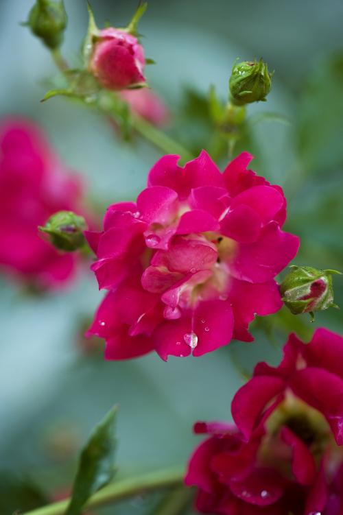 Rosa Landscape Red Drift - View 8 from www redcrocus com