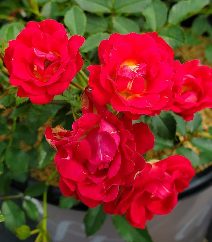 Rosa Landscape Red Drift - View 9 from www redcrocus com