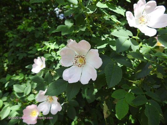 Rosa Landscape Virginiana - View 10 from www redcrocus com