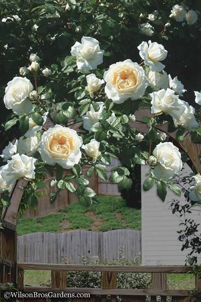 Rosa Climbing Cloud 10 - View 10 from www redcrocus com