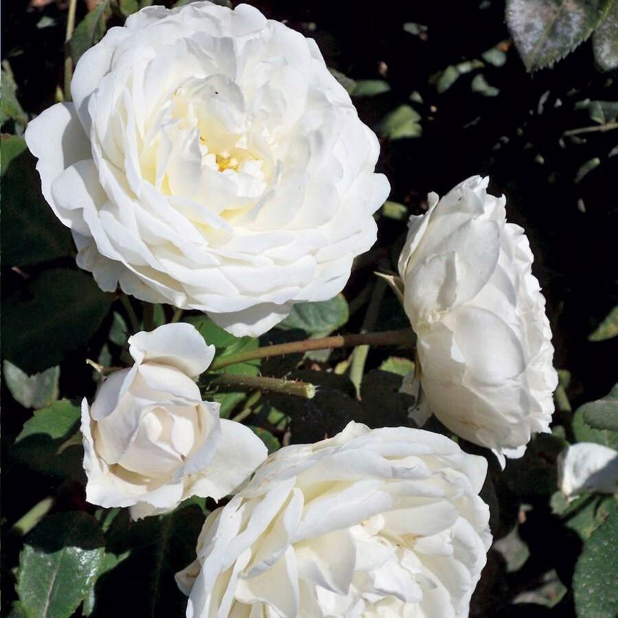 Rosa Climbing Cloud 10 - View 14 from www redcrocus com
