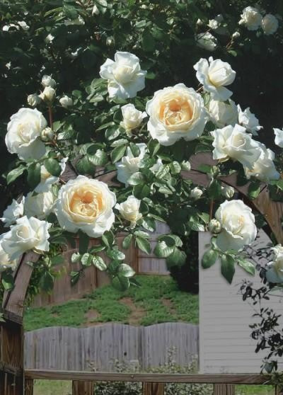 Rosa Climbing Cloud 10 - View 3 from www redcrocus com