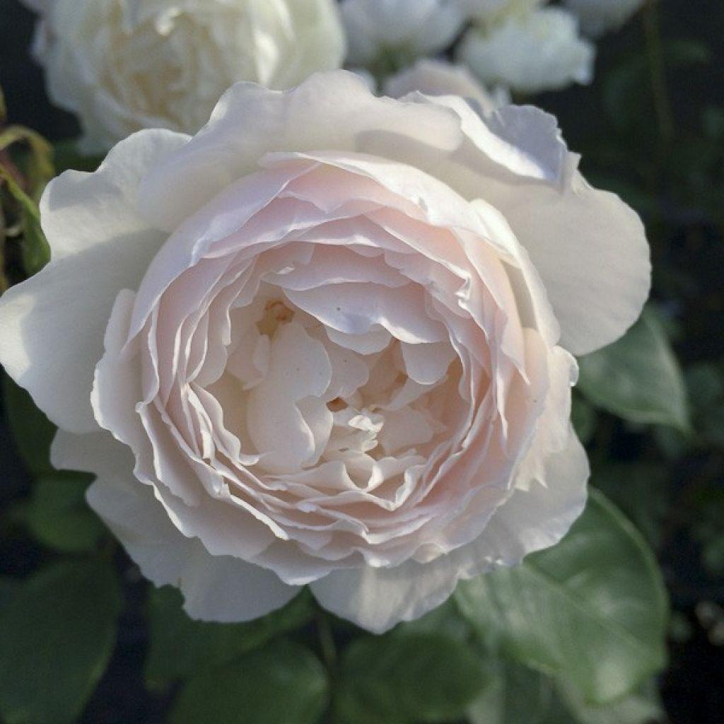 Rosa, David Austin 'desdemona' - View 10 from www redcrocus com