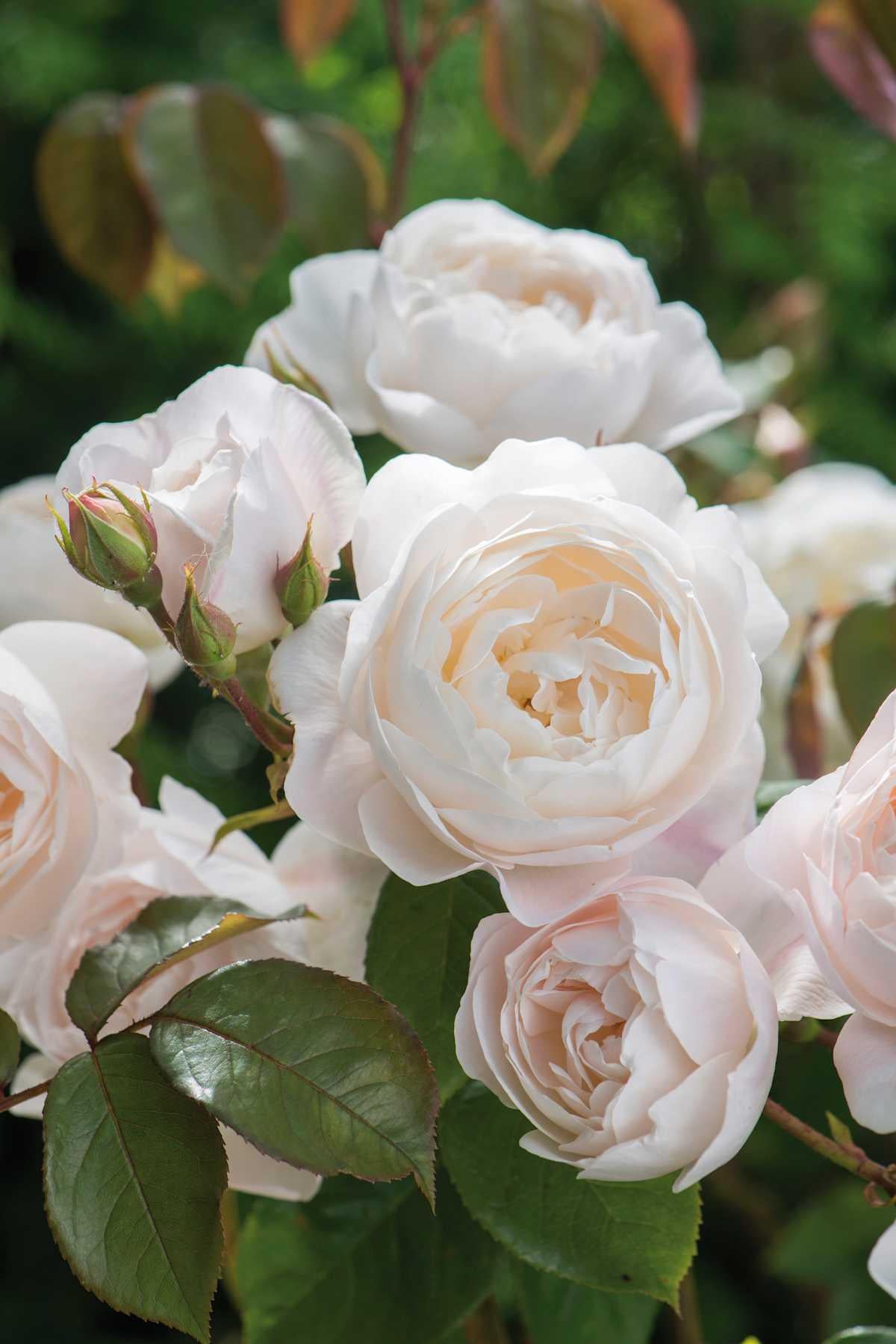 Rosa, David Austin 'desdemona' - View 13 from www redcrocus com