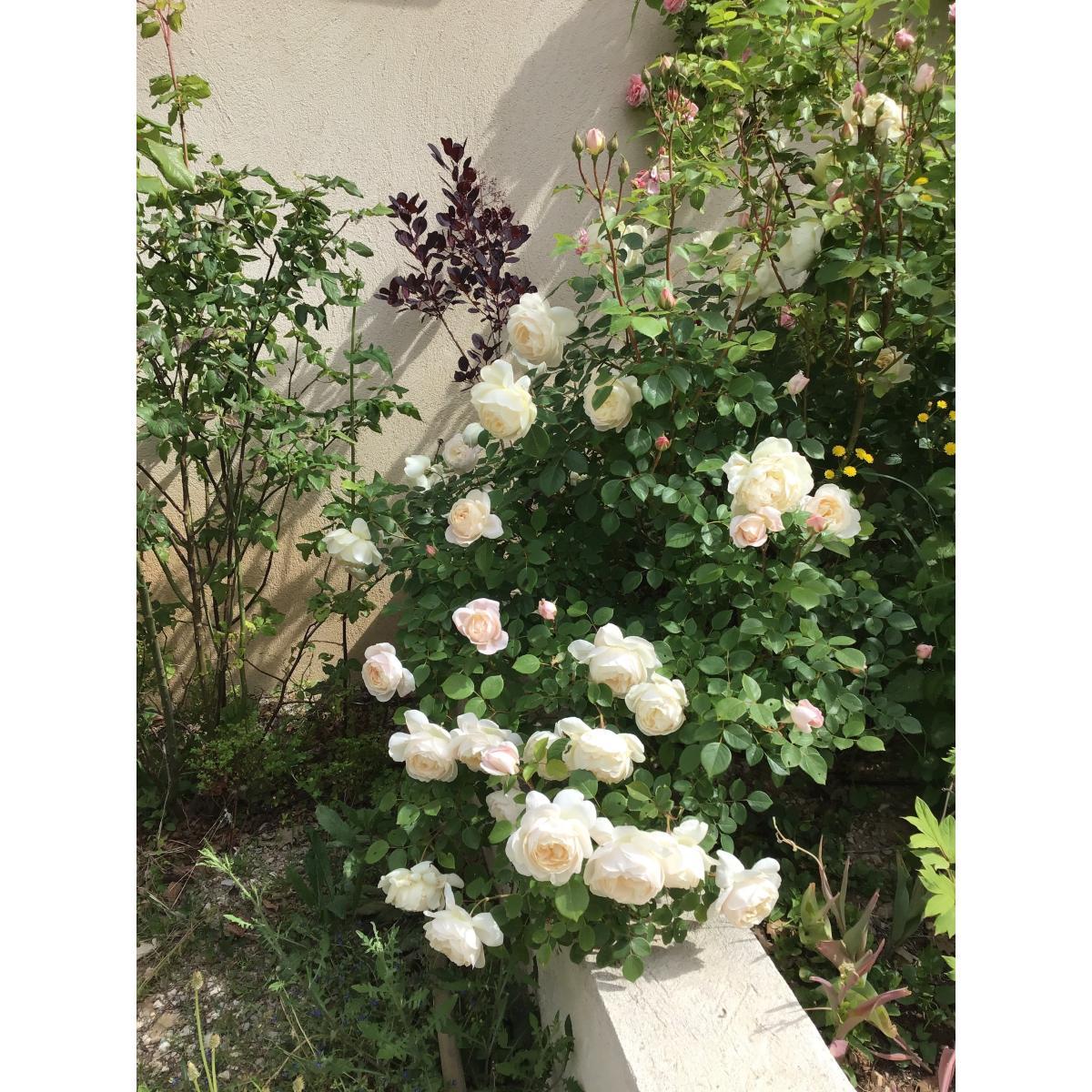 Rosa, David Austin 'desdemona' - View 17 from www redcrocus com