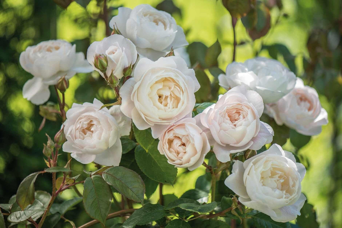 Rosa, David Austin 'desdemona' - View 18 from www redcrocus com