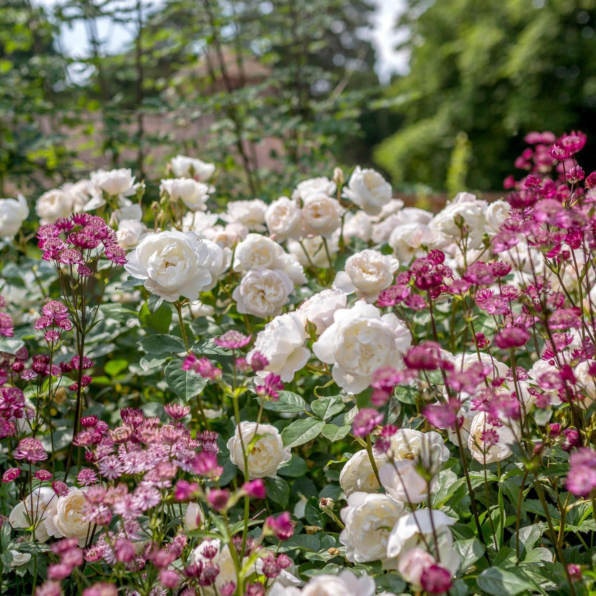 Rosa, David Austin 'desdemona' - View 19 from www redcrocus com