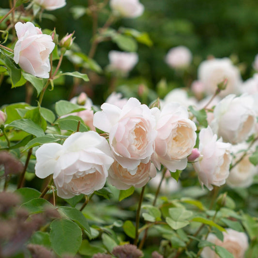 Rosa, David Austin 'desdemona' - View 1 from www redcrocus com
