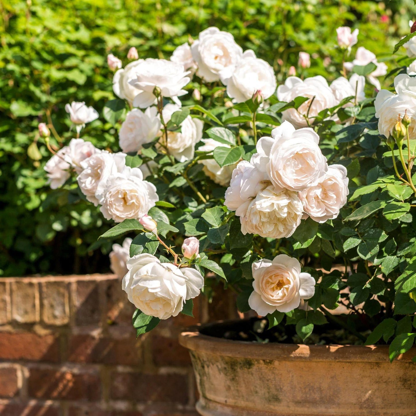 Rosa, David Austin 'desdemona' - View 2 from www redcrocus com