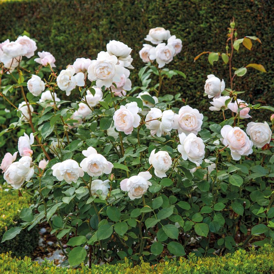 Rosa, David Austin 'desdemona' - View 3 from www redcrocus com