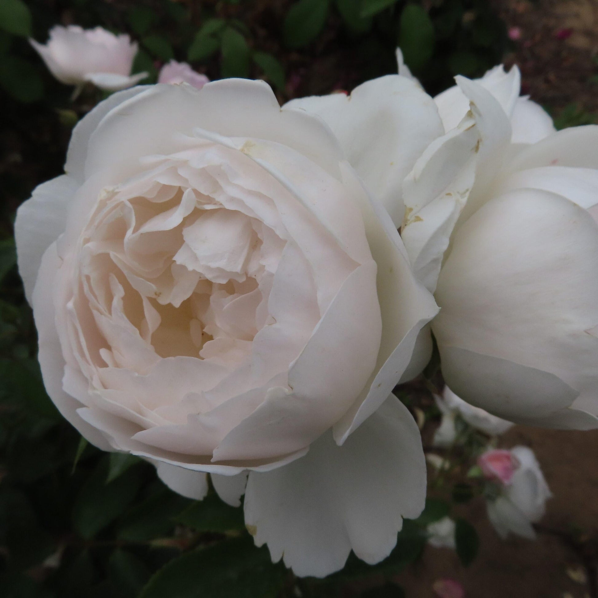 Rosa, David Austin 'desdemona' - View 4 from www redcrocus com
