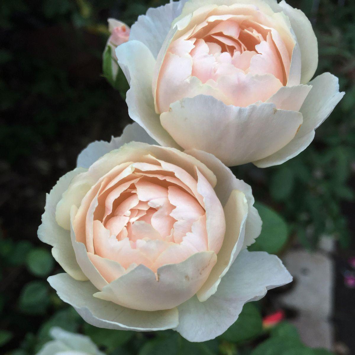 Rosa, David Austin 'desdemona' - View 6 from www redcrocus com