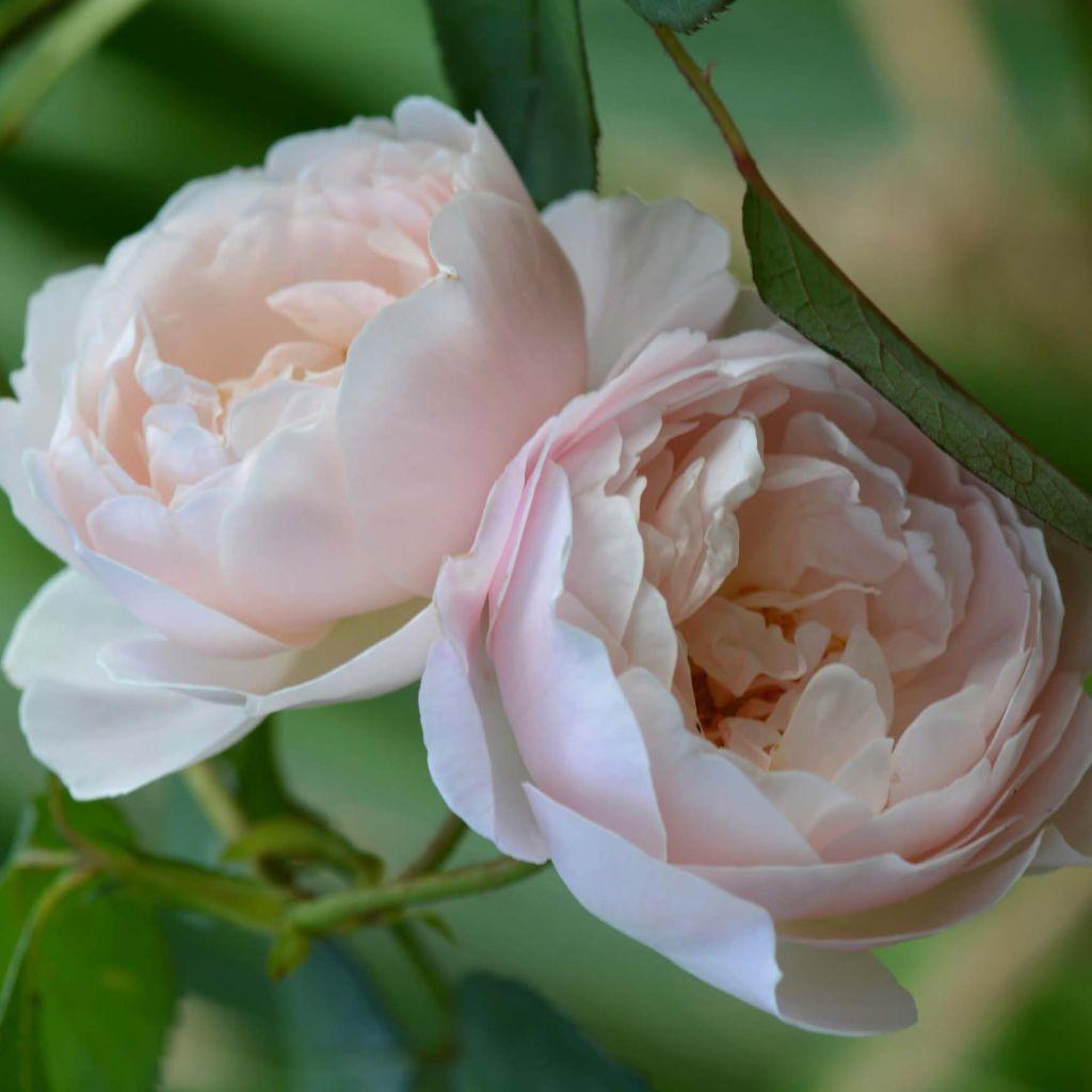Rosa, David Austin 'desdemona' - View 7 from www redcrocus com