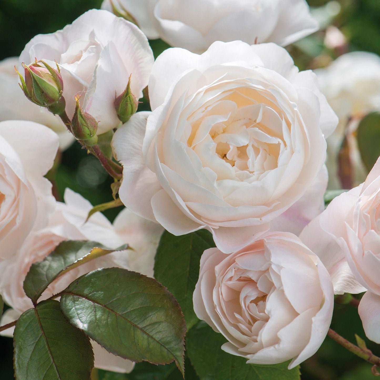 Rosa, David Austin 'desdemona' - View 8 from www redcrocus com
