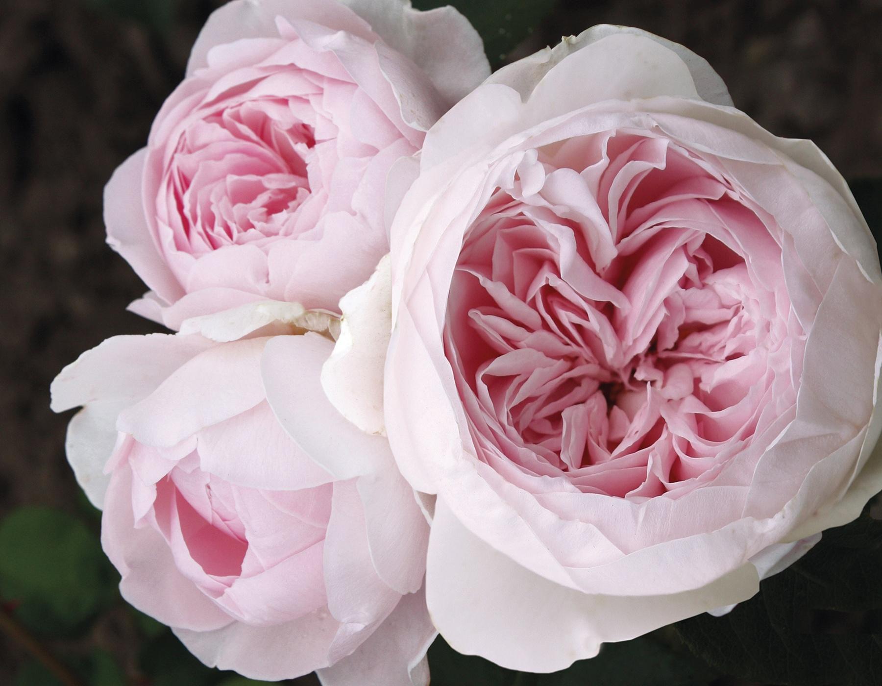 Rosa, Floribunda 'parfuma Earth Angel' - View 12 from www redcrocus com