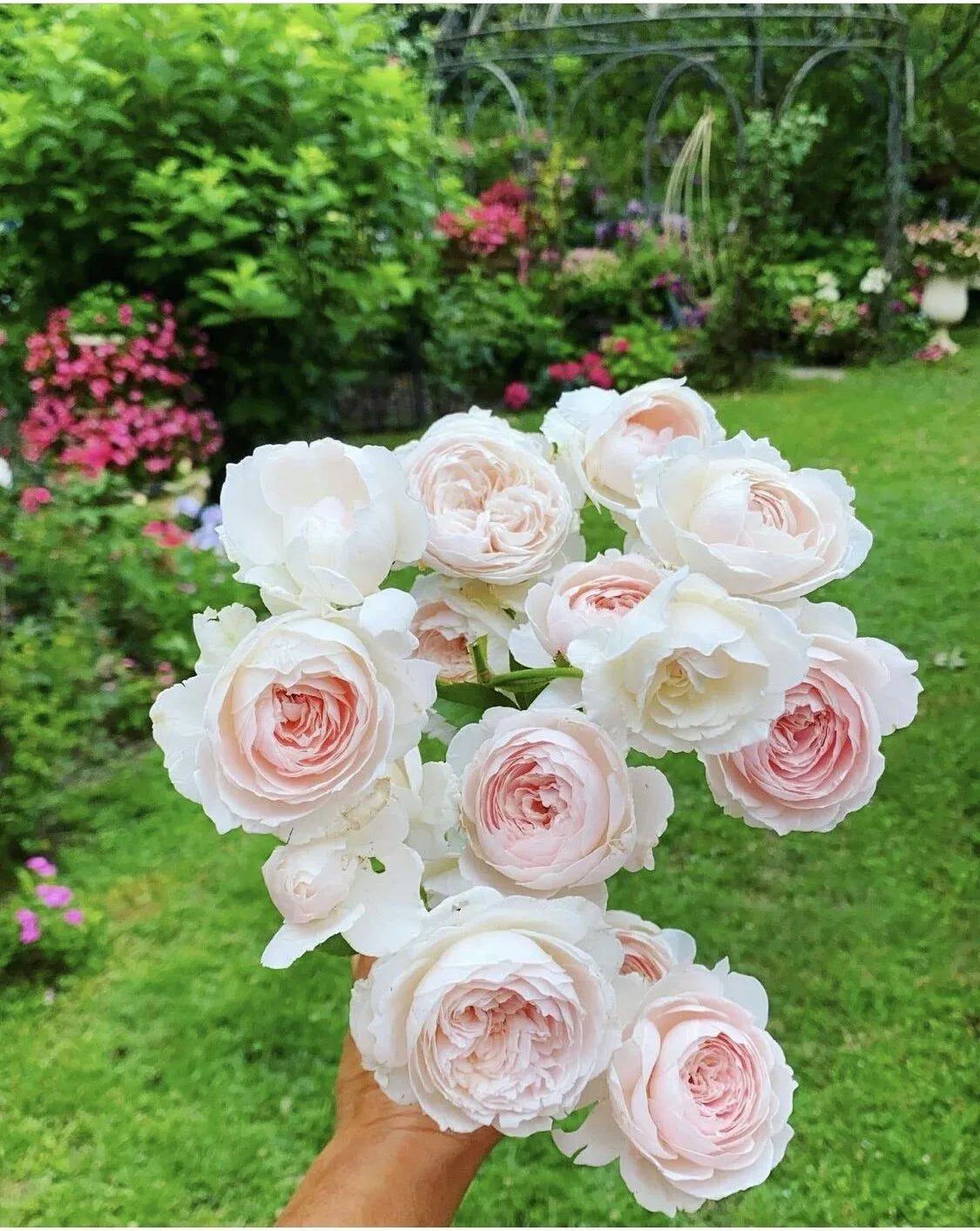 Rosa, Floribunda 'parfuma Earth Angel' - View 14 from www redcrocus com