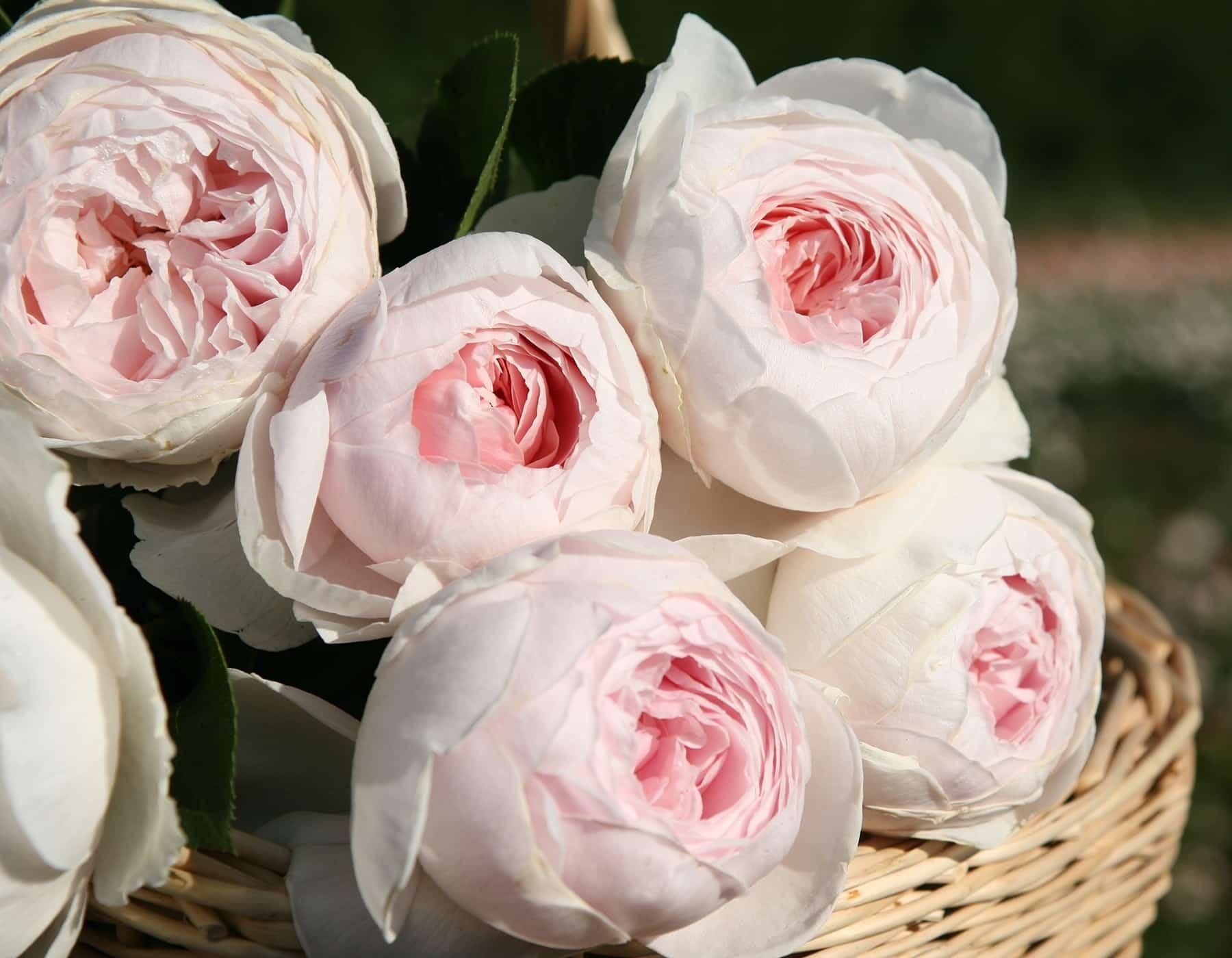 Rosa, Floribunda 'parfuma Earth Angel' - View 16 from www redcrocus com