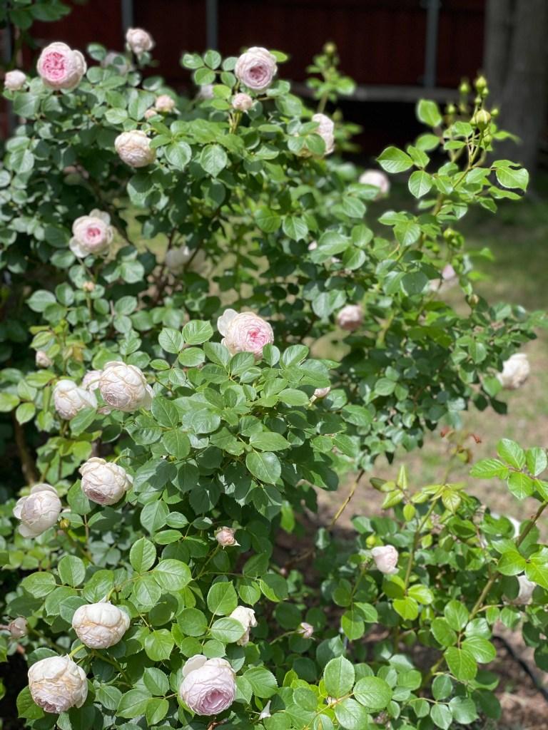 Rosa, Floribunda 'parfuma Earth Angel' - View 18 from www redcrocus com