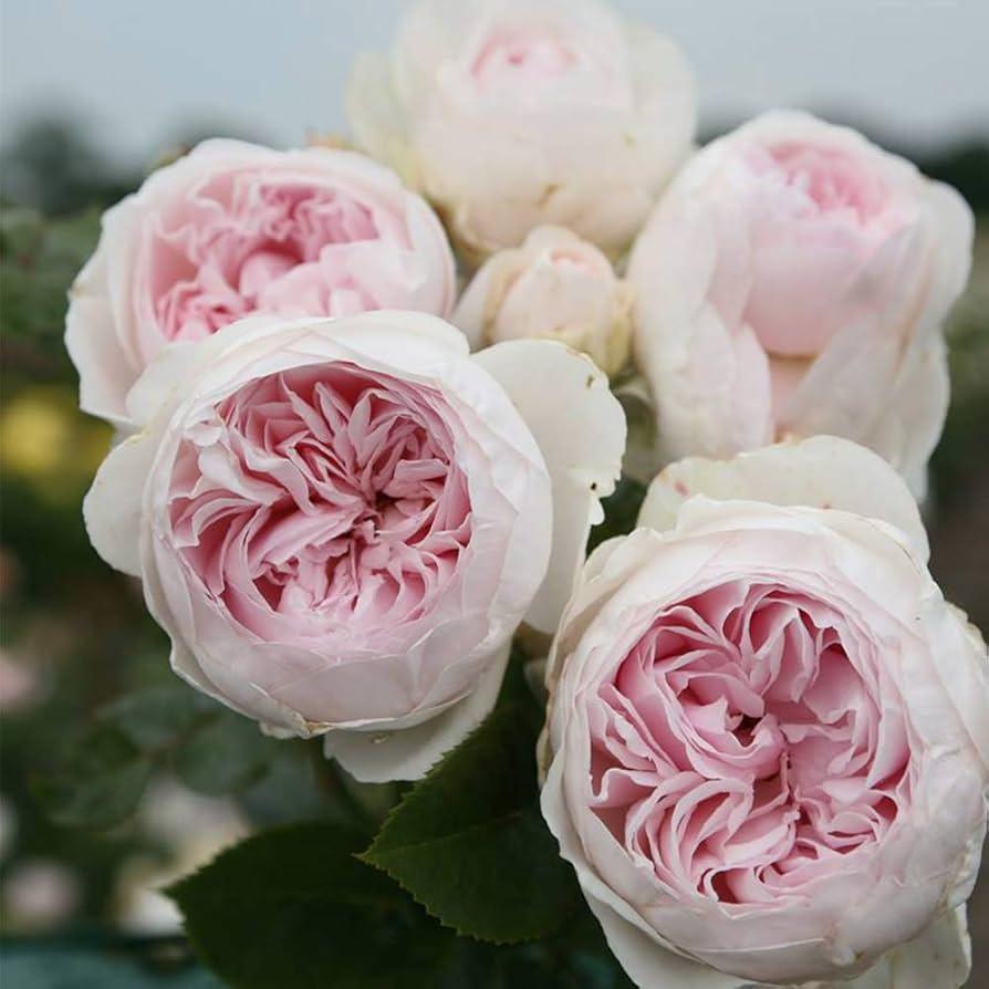 Rosa, Floribunda 'parfuma Earth Angel' - View 1 from www redcrocus com
