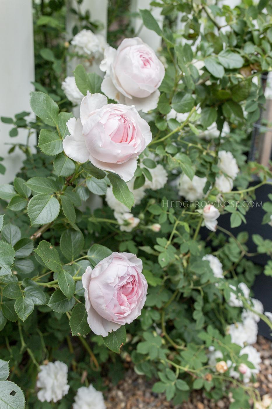 Rosa, Floribunda 'parfuma Earth Angel' - View 20 from www redcrocus com