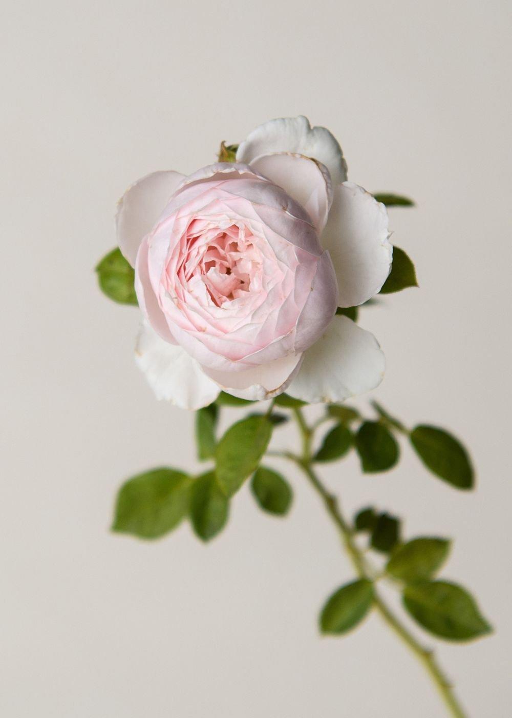 Rosa, Floribunda 'parfuma Earth Angel' - View 21 from www redcrocus com