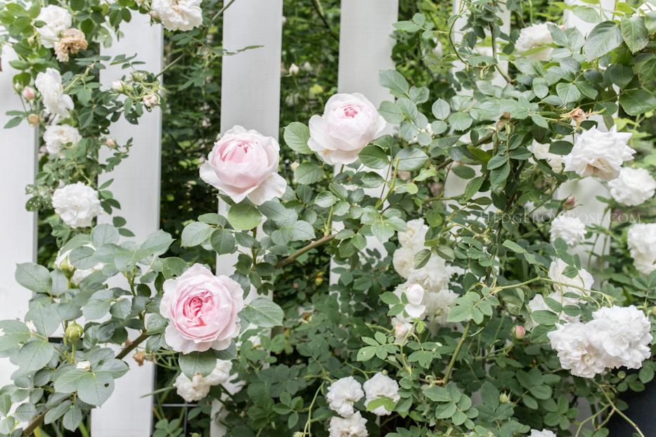 Rosa, Floribunda 'parfuma Earth Angel' - View 25 from www redcrocus com