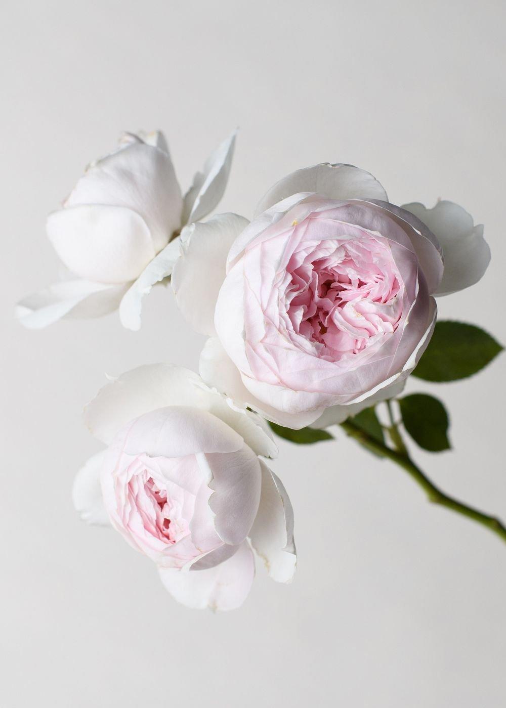 Rosa, Floribunda 'parfuma Earth Angel' - View 26 from www redcrocus com