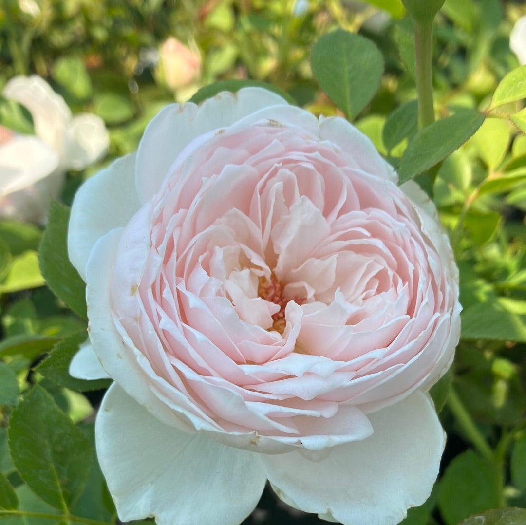 Rosa, Floribunda 'parfuma Earth Angel' - View 29 from www redcrocus com