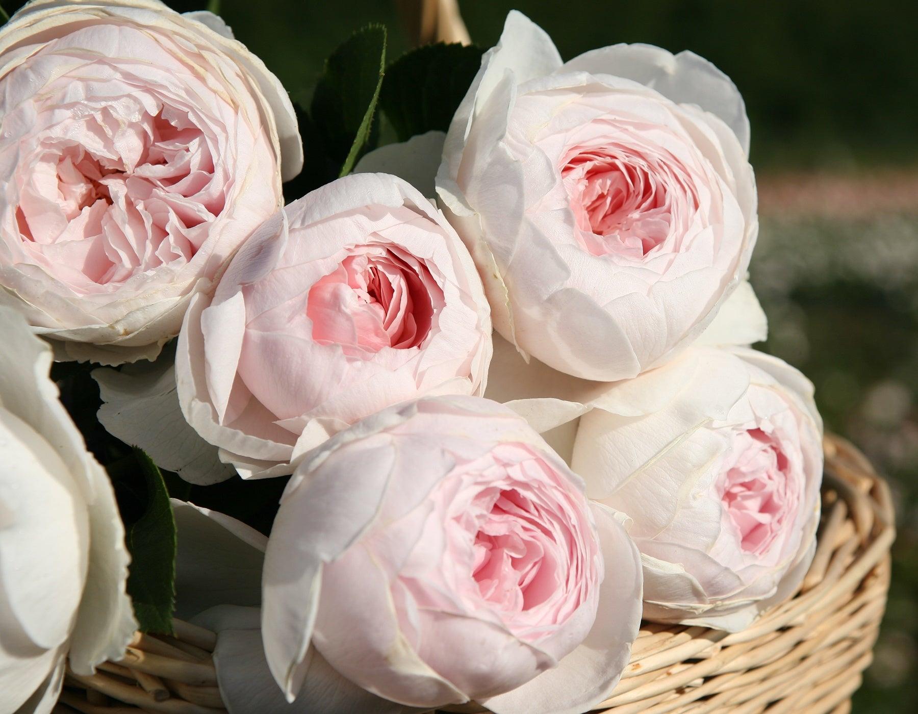Rosa, Floribunda 'parfuma Earth Angel' - View 30 from www redcrocus com
