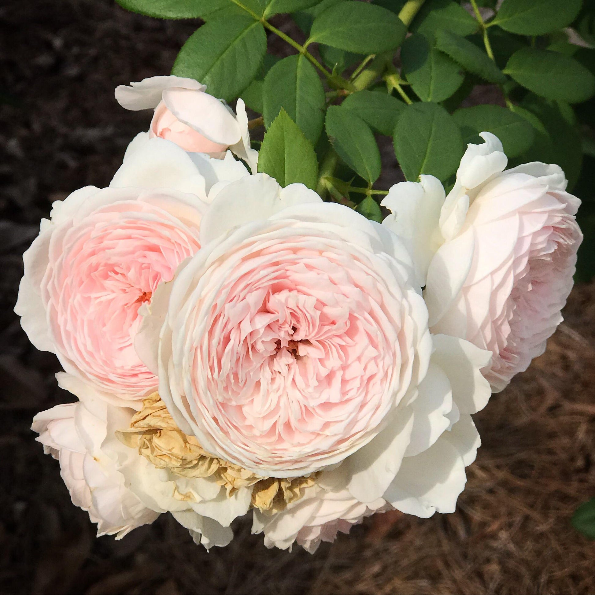 Rosa, Floribunda 'parfuma Earth Angel' - View 35 from www redcrocus com