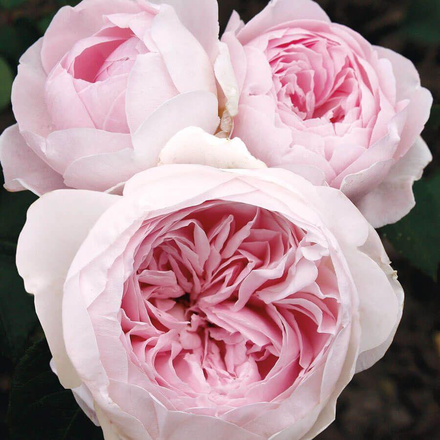 Rosa, Floribunda 'parfuma Earth Angel' - View 5 from www redcrocus com