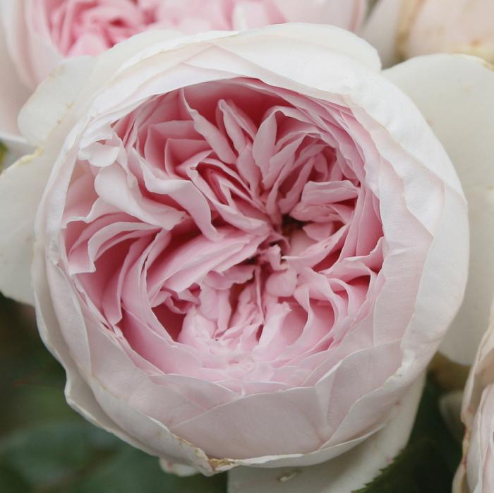 Rosa, Floribunda 'parfuma Earth Angel' - View 6 from www redcrocus com