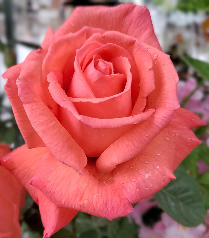 Rosa Hybrid Tea Tropicana - View 10 from www redcrocus com