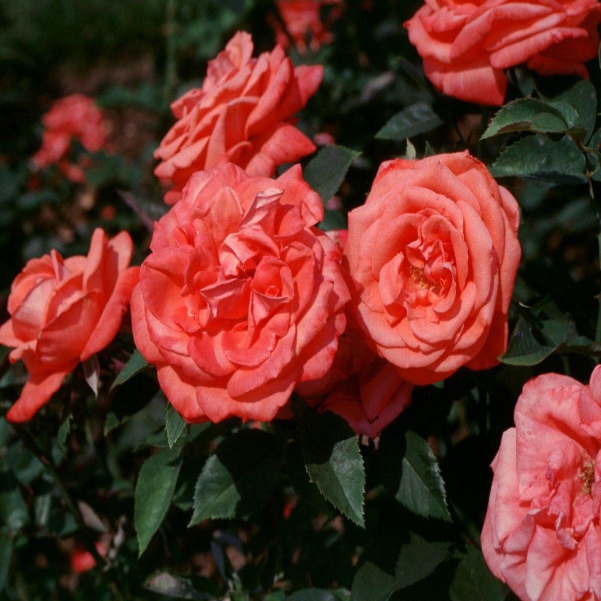 Rosa Hybrid Tea Tropicana - View 11 from www redcrocus com