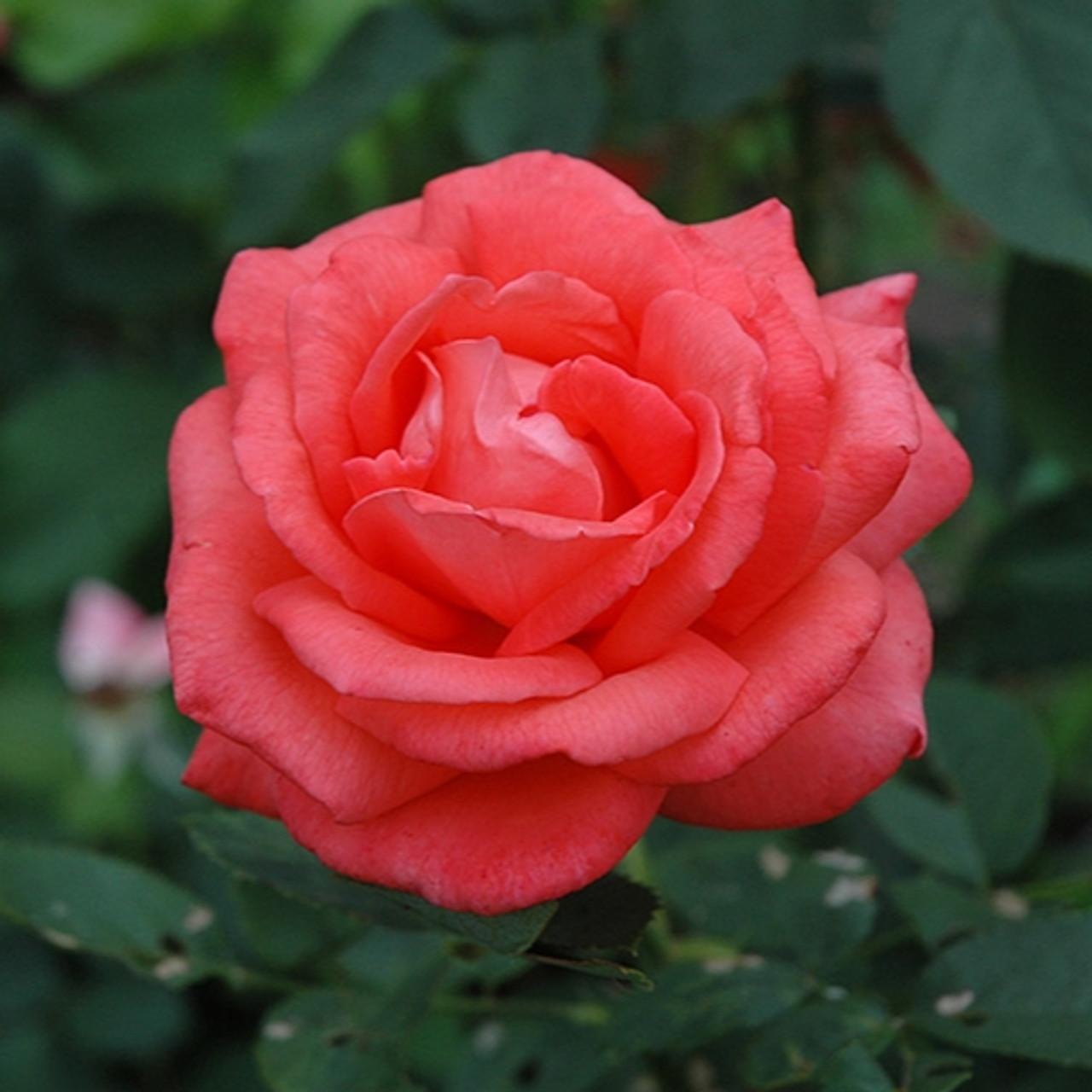 Rosa Hybrid Tea Tropicana - View 12 from www redcrocus com