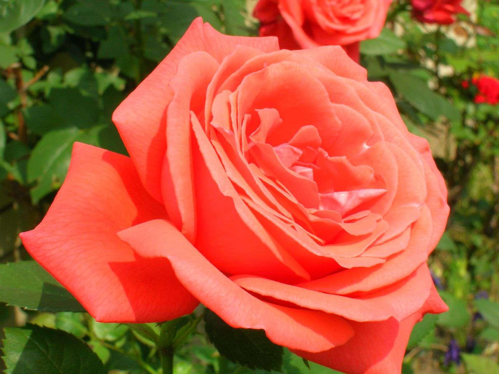 Rosa Hybrid Tea Tropicana - View 14 from www redcrocus com