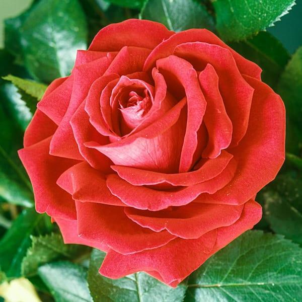 Rosa Hybrid Tea Tropicana - View 15 from www redcrocus com