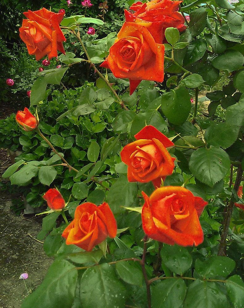 Rosa Hybrid Tea Tropicana - View 16 from www redcrocus com
